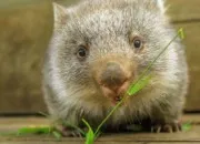 Quiz Vrai/ faux sur le wombat commun