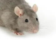 Quiz Rat