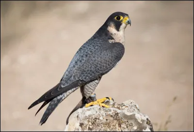 Ce rapace diurne niche essentiellement sur des falaises. C'est...