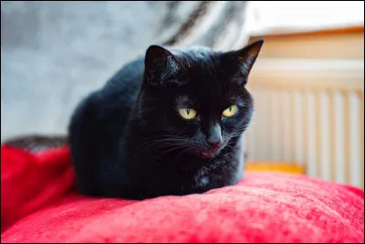 Quelle est la légende sur les chats noirs ?