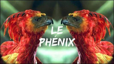 À ton avis, que mange le phénix ?