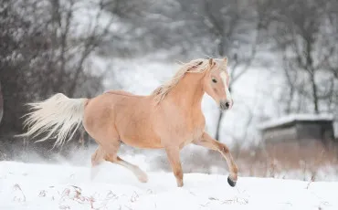 Quiz Chevaux