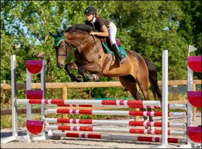 Quel est le nom de la discipline équestre qui consiste à sauter des obstacles ?