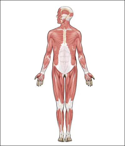 Première question. 
Vrai ou faux : le muscle a besoin d'O2 et de glucose.