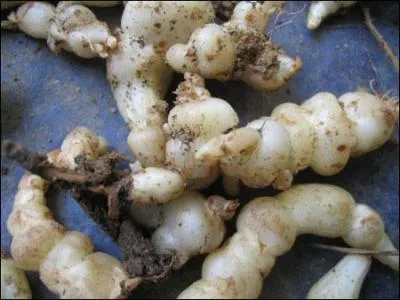 Les crosnes sont des petits rhizomes (racines ) au got proche de . .