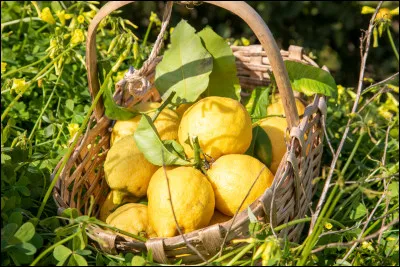 Quelle est la capitale du citron située dans le département des Alpes-Maritimes ?