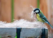 Quiz Petit  petit, l'oiseau fait son nid