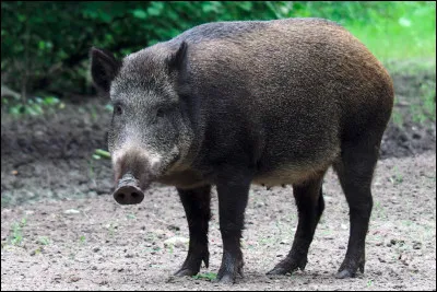 Quel est le nom ____ au petit du sanglier ?