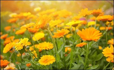 Quelle est la particularité des fleurs du souci ?