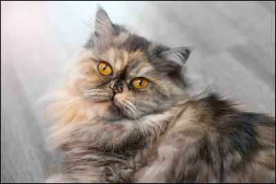 Quel est le nom de la race de ce beau chat ?