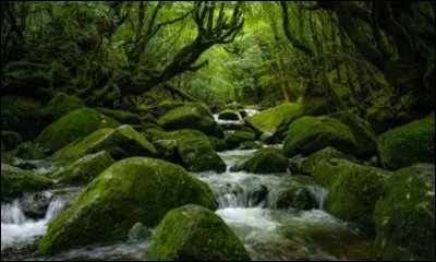 Cette forêt, qui semble tout droit sortie du film, a inspiré Princesse Mononoké. C'est une forêt très ancienne abritant des yakusugi, cèdres centenaires du Japon. Quel est le nom de cette forêt ?