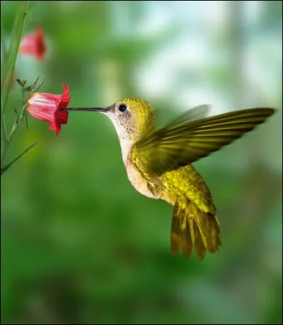 L'oiseau-mouche est le surnom du rouge-gorge.