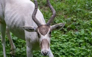 Quiz Animaux