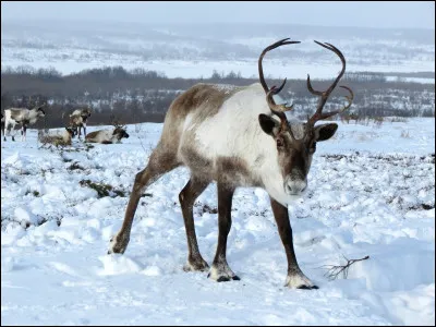 Quel est cet animal ?