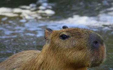 Quiz Animaux