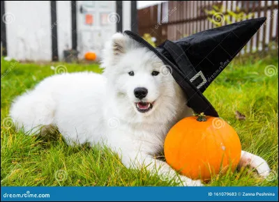 Quel est le nom de ce chien mignon ?