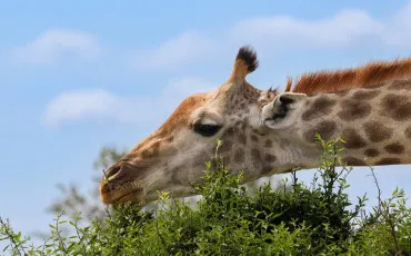 Quiz Animaux