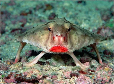 Le poisson chauve-souris avec des lèvres rouges...