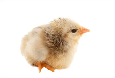 Comment le petit de la poule s'appelle-t-il ?