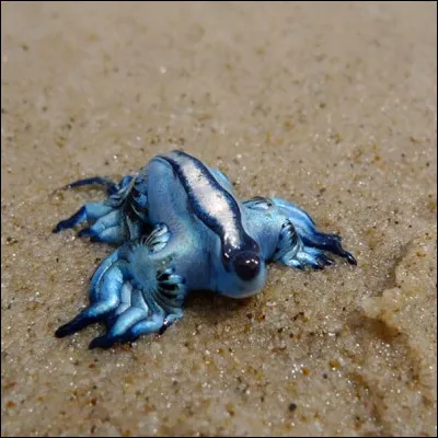 Le Glaucus atlanticus est...