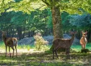 Quiz Un deux trois nous irons au bois