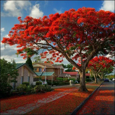 Cet arbre si typique des fêtes de fin d'année à La Réunion est un flamboyant.