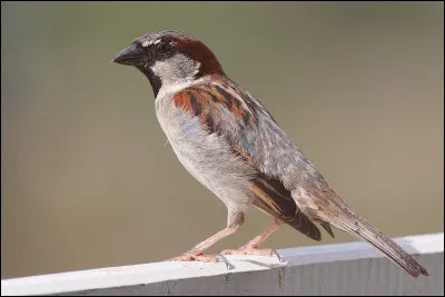 Comment dit-on "oiseau" en anglais ?