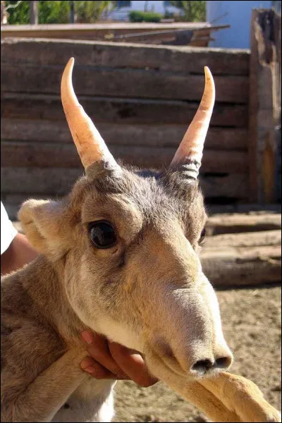 Voici une antilope saïga.