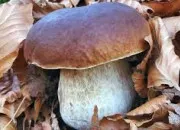 Quiz Connaissez-vous les champignons ?