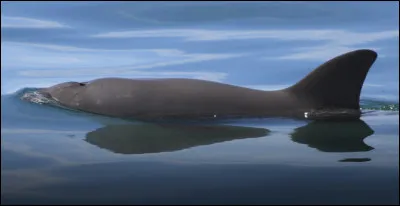 L'espèce du Vaquita est-elle menacée d'extinction ?