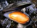 Comment s'appelle l'levage des moules ?