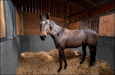 Ce cheval est à l'abri dans son...