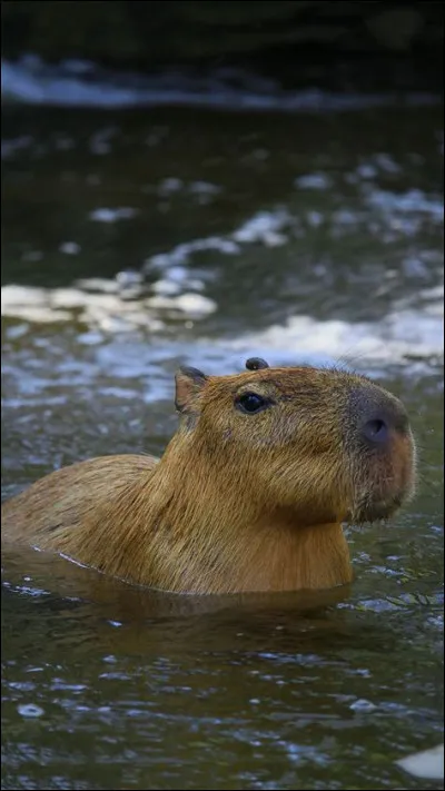 Le nom scientifique du capybara est Hydrochoerus hydrochaeris.