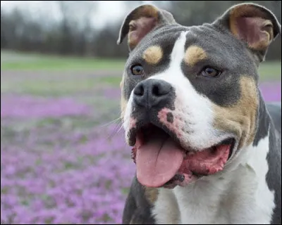 Voici un american bully :