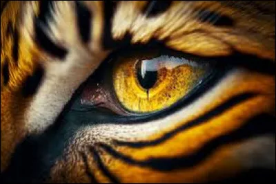 Donnez la bonne traduction du titre de cette chanson de Survivor : "Eye of Tiger" :