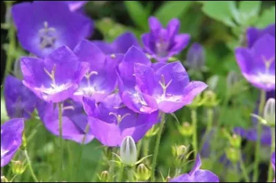 Quelles sont ces magnifiques fleurs violettes ?