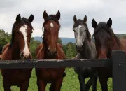 Test Es-tu un(e) pro des chevaux ?