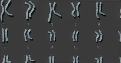 Qu'est-ce qu'un chromosome ?