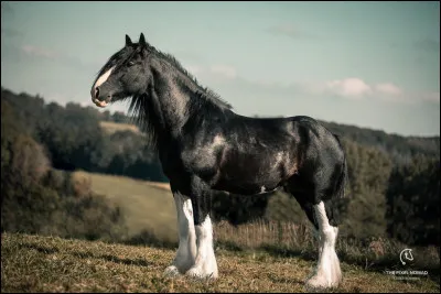 Pour commencer, le shire est-il un cheval ou un poney ?