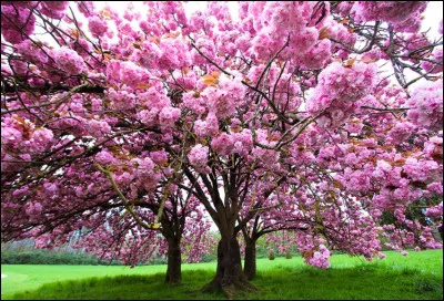 De quel arbre s'agit-il ?