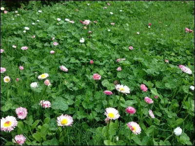 Aimes-tu les fleurs ?