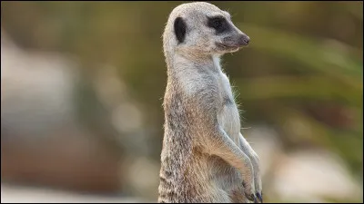 Quel animal voudrais-tu être ?