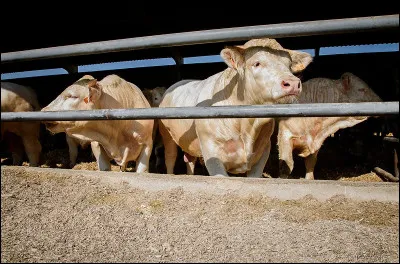 Le petit de la vache s'appelle le veau. Quand il grandit, (pour les mâles), comment le nomme-t-on ?