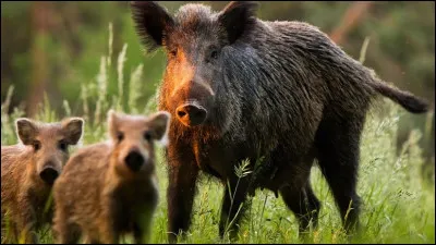 Comment se nomme la femelle du sanglier ?