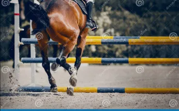 Quiz Equitation