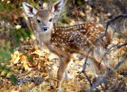 Quiz Carnivore, herbivore ou omnivore ?