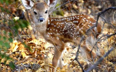 Quiz Animaux