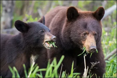 Tout d'abord, l'ours.
Quel est son régime alimentaire ?