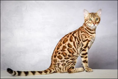 Je suis un chat du Bengal.