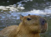 Quiz Carte d'identit - capybara